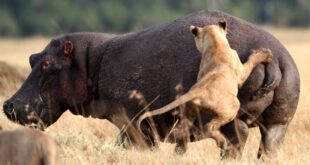 CATERS HIPPO FENDS OFF LION PRIDE 03 1 1