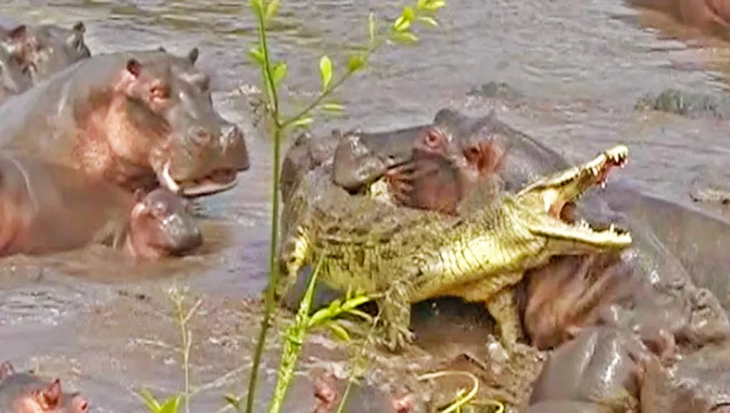 Hippos Attack One Crocodile1