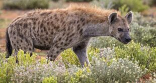 Spotted hyena Crocuta crocuta
