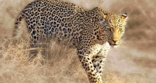 african leopard facts