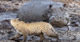 hippo surprises leopard hidng in the mud fisin.width 800