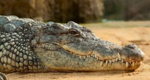 nile crocodile 245013 1280