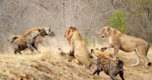 hyenas lions 6c09478cf3