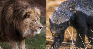 lion vs honey badger