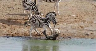 zebra attacking foal 2017 02 22