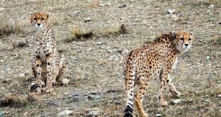 Delbar w Kooshki Iranian Cheetahs 02