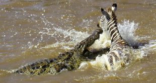 Crocodile vs Zebra