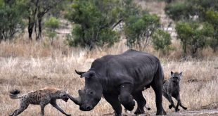 hyenas vs rhino 4 2019 11 12