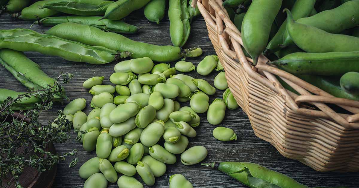 How-to-Grow-Fava-Beans-FB