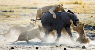 lions hunting elephant